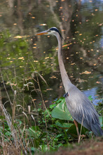 Vertical Image Of Great Blue Heron Looking Over Dark Water Of Okefenokee Swamp