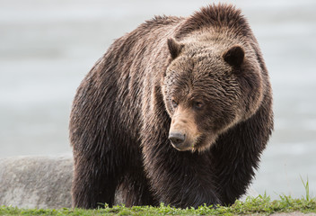 grizzly bear in the spring