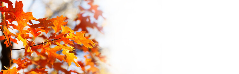 Canvas Print - Autumn background with oak leaves. Colorful foliage in the autumn park. white background, copy space.