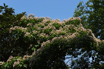 Sticker - Harlequin glory bower blossoms / Harlequin glory bower has an offensive odor on leaves, but young leaves are edible as wild vegetables.