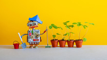 Modern Agriculture Robotic Gardening Technology. Robot Gardener Breeder With Bucket Shovel Rake And Sprouts Of Wild Strawberries In Clay Flower Pots. Yellow Background