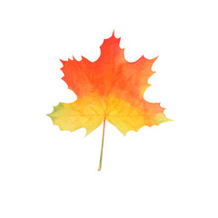 bright maple leaf isolated on white.