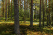 Light and shadows among the pine trees of the Linnansaari National Park in Finland  - 1