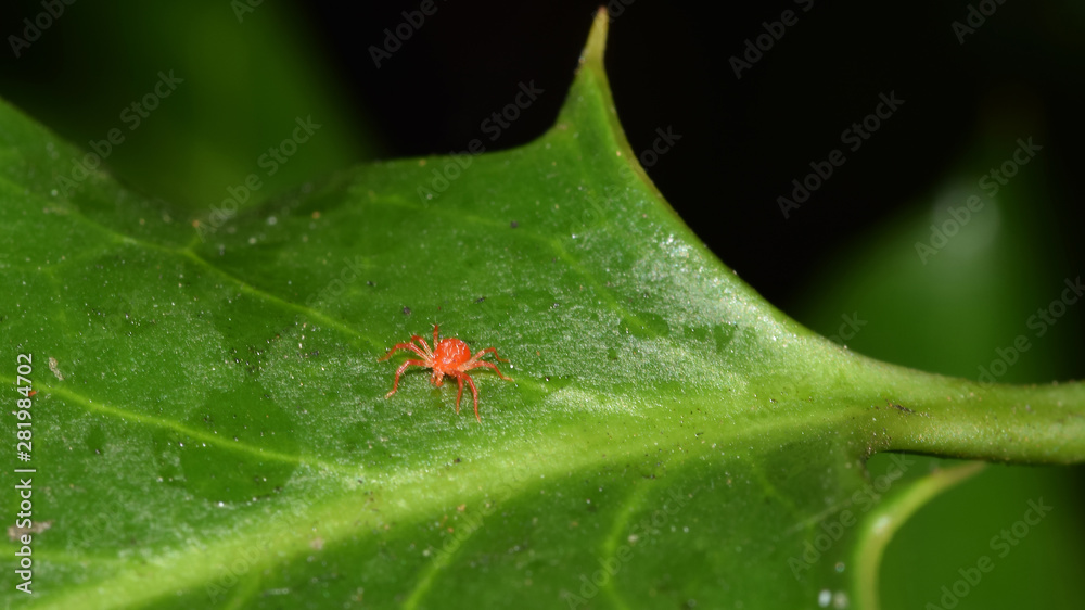 Stock-Foto Rote Spinne, Spinne, Spinnmilbe, Obstbaumspinnmilbe, Panonychus  ulmi, Milbe, rote Milbe, Insekt, Tier, Makro | Adobe Stock