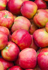 Group of fresh red apples freshly picked from commercial trees in Chelan County in central Washington State