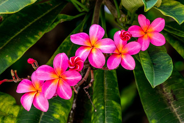 Beautiful Tropical Flowers in Hawaii