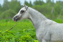 Grey Arabian Horse In A Show Halter Standing In A Green Field. Animal Portrait, Close Up.