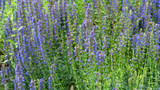 Fototapeta  - Blooming hyssop officinalis close up - natural remedies concept