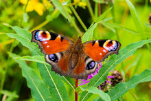 Close Up Of A Colourful Peacock Butterfly Perching On A Purple Thistle Head, Aglais Io, European Peacock