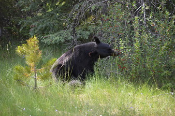 Wall Mural - Black bear eating buffalo berries