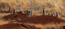 Suricates On The African Plains.