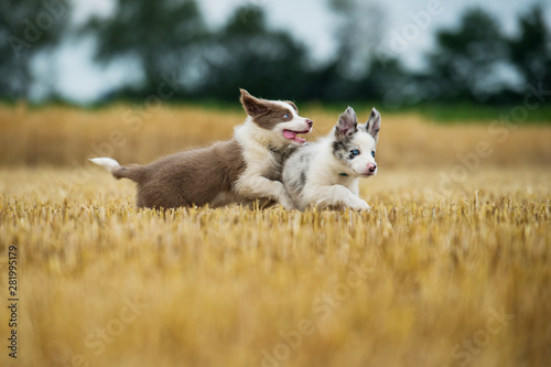 Cuadros en Lienzo Two border collie puppies running in a stubblefield