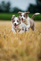 Wall Mural - Running border collie puppies in a stubblefield