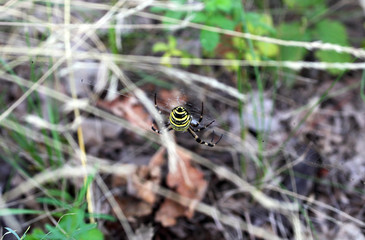 Wall Mural - Argiope spider sits on a web