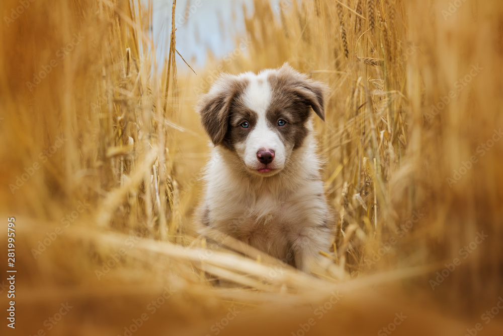 Border collie puppy sitting in a stubblefield - obrazy, fototapety, plakaty 