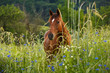Pferd im Kornblumenfeld