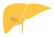 Human internal organs: liver and gall bladder. Vector image. Flat design