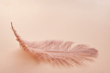 Wall Mural - beautiful feather color coral on pastel background
