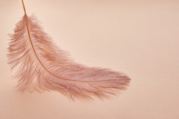 Wall Mural - beautiful feather color coral on pastel background