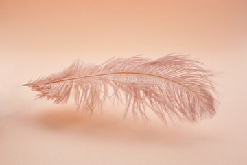 Wall Mural - beautiful feather color coral on pastel background