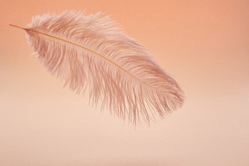 Wall Mural - beautiful feather color coral on pastel background