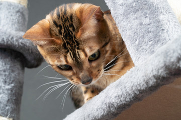 beautiful Bengal cat is playing on the scratching post.