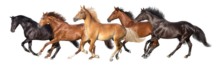 Wall Mural - herd of horses run gallop isolated on white