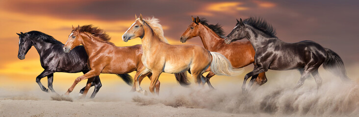 Wall Mural - horse herd run gallop in desert dust against dramatic sky