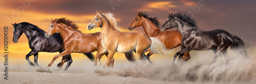 Cuadros en Lienzo Horse herd run gallop in desert dust against dramatic sky