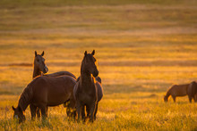 Wild Horse In Wildlife On Golden Sunset