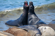 Elephant Seals On The Beach