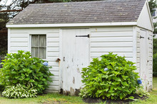 Old White Shed In Yard