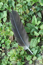 Lost Flight Feather