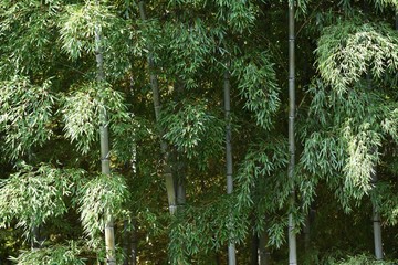 Wall Mural - Bamboo forest / Looking at the bamboo forest, you can feel the traditional Japanese culture “Wabi Sabi”.