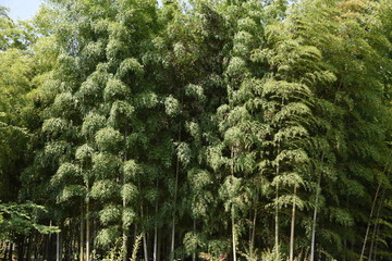 Poster - Bamboo forest / Looking at the bamboo forest, you can feel the traditional Japanese culture “Wabi Sabi”.