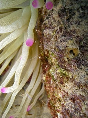 Wall Mural - Several Pederson Cleaner Shrimp patiently wait on their sea anemone for a passing fish to remove parasites from. 