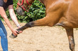 physical therapy for horse, Exercise and regeneration for horses, woman is working with horse for therapy , massage, equine