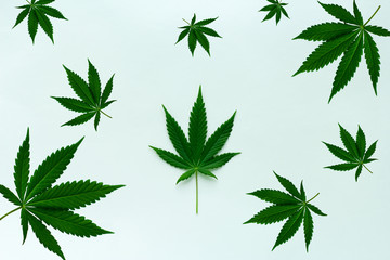 top view cannabis leaves on a paper background