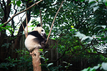 Baby panda on a tree in Chengdu, China