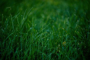 grass with water drops of dew