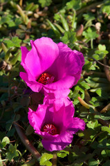 Wall Mural - Sydney Australia, bright magenta flowering portulaca plant 