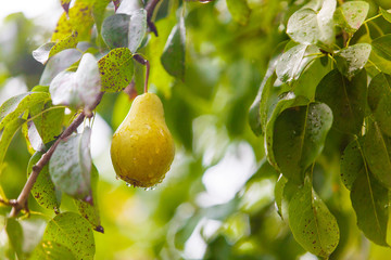 Pear hangs on tree branch, close-up. Healthy life concept. Harvesting in countryside