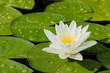 White water lily flower and green leaves in a pond after rain seen obliquely from above