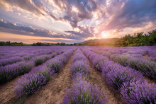 Intense Purple Lavender Field оverwhelmed With Blooming Bushes Grown For Cosmetic Purposes. Sunset Time With Sky Filled With Cumulus Clouds And Rays Sunlight.  Near Burgas, Bulgaria. 