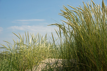 Gräser am Strand 2