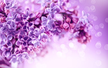 Lilac Flowers Bunch Violet Art Design Background. Beautiful Violet Lilac Flowers Closeup. Watercolor Nature Floral Backdrop