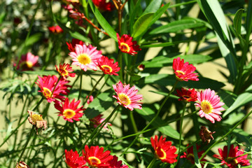 Wall Mural - Flowers