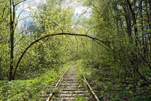Abandoned Railway With Trees Fallen Down On Rusty Rails