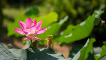 Lotus Is A Unique Aquatic Plant. The Lotus Grows In Very Muddy Water, The Color Of The Flowers Is Brighter. The Color Of A Flower When It Is Whiter, If Red Is Redder, If Pink Is Brighter.