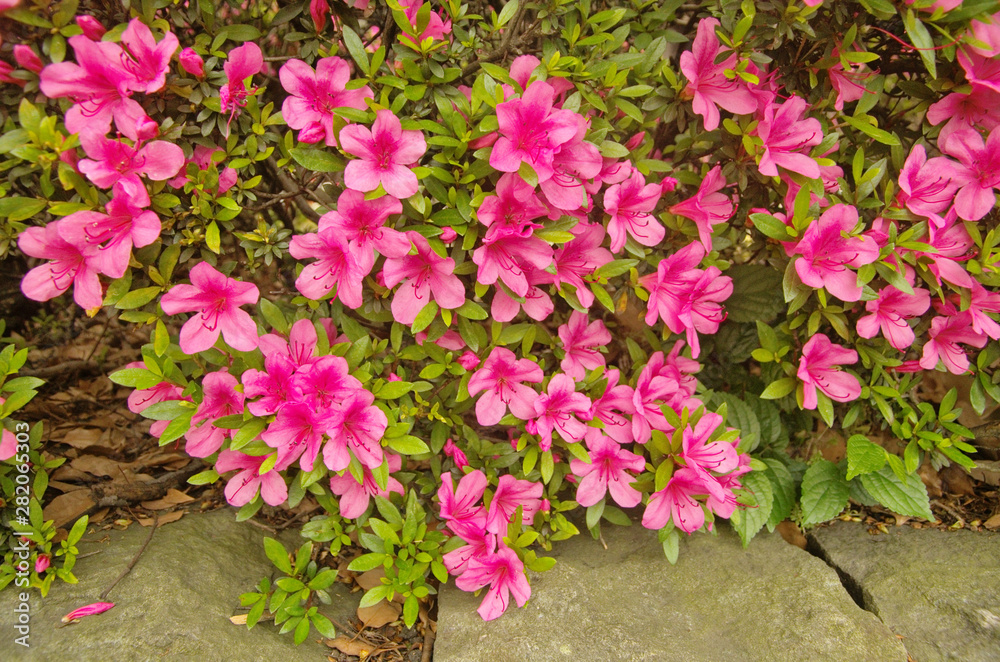 Beautiful blooming evergreen Satsuki azalea flower (Rhododendron